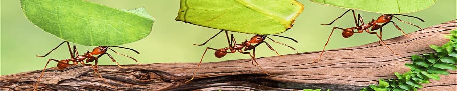 Средства от муравьев в Архангельске