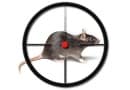Дератизация, борьба с крысами - необходимая мера
