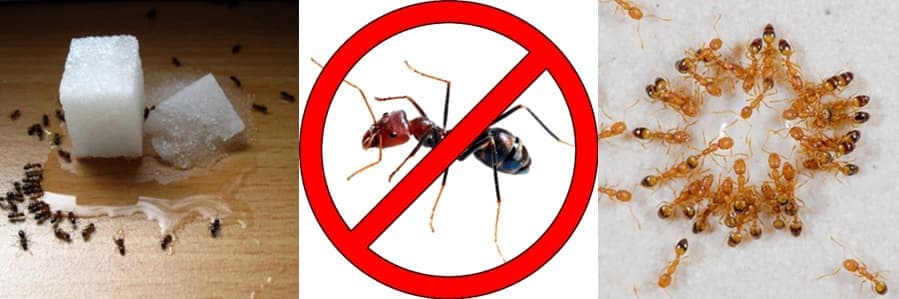 Как избавиться от муравьёв в доме самостоятельно