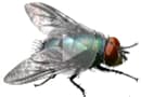 Фильм о мухах и какой вред они приносят людям в жизни