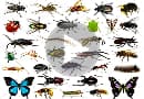 Фильмы о различных видах насекомых