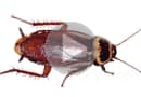Фильмы о тараканах (домашних паразитах) и что делают тараканы